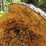 Rojení lesních mravenců v horkém dni